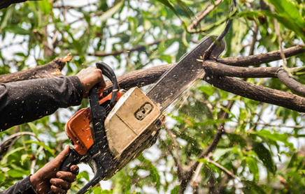 Tree-Trimming-and-Removal