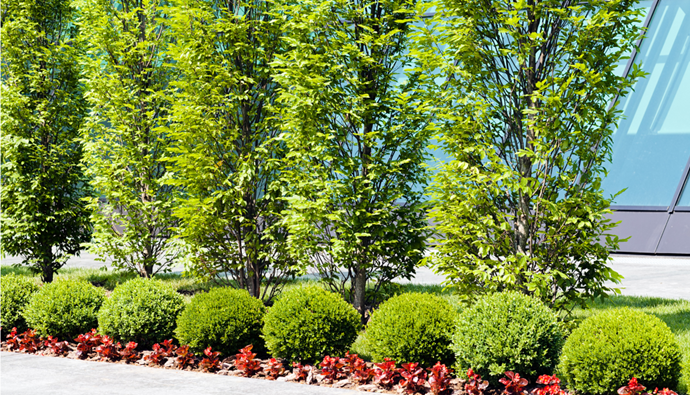 Commercial Landscape Company in Olathe