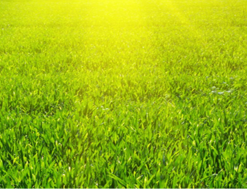 5 Top Tips for Greener Grass from a Commercial Landscape Company in Olathe